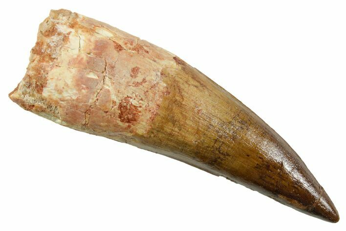 Real Spinosaurus Tooth - Huge With Awesome Preservation #380925